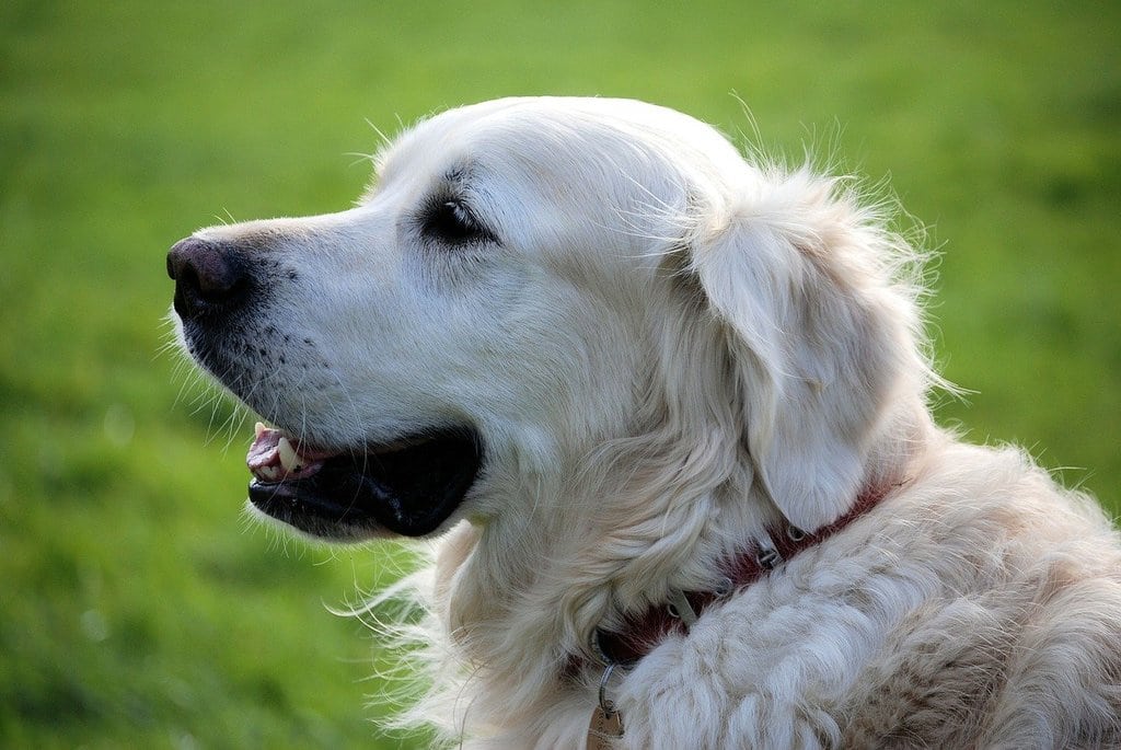 Comment choisir un shampoing pour Chien ?